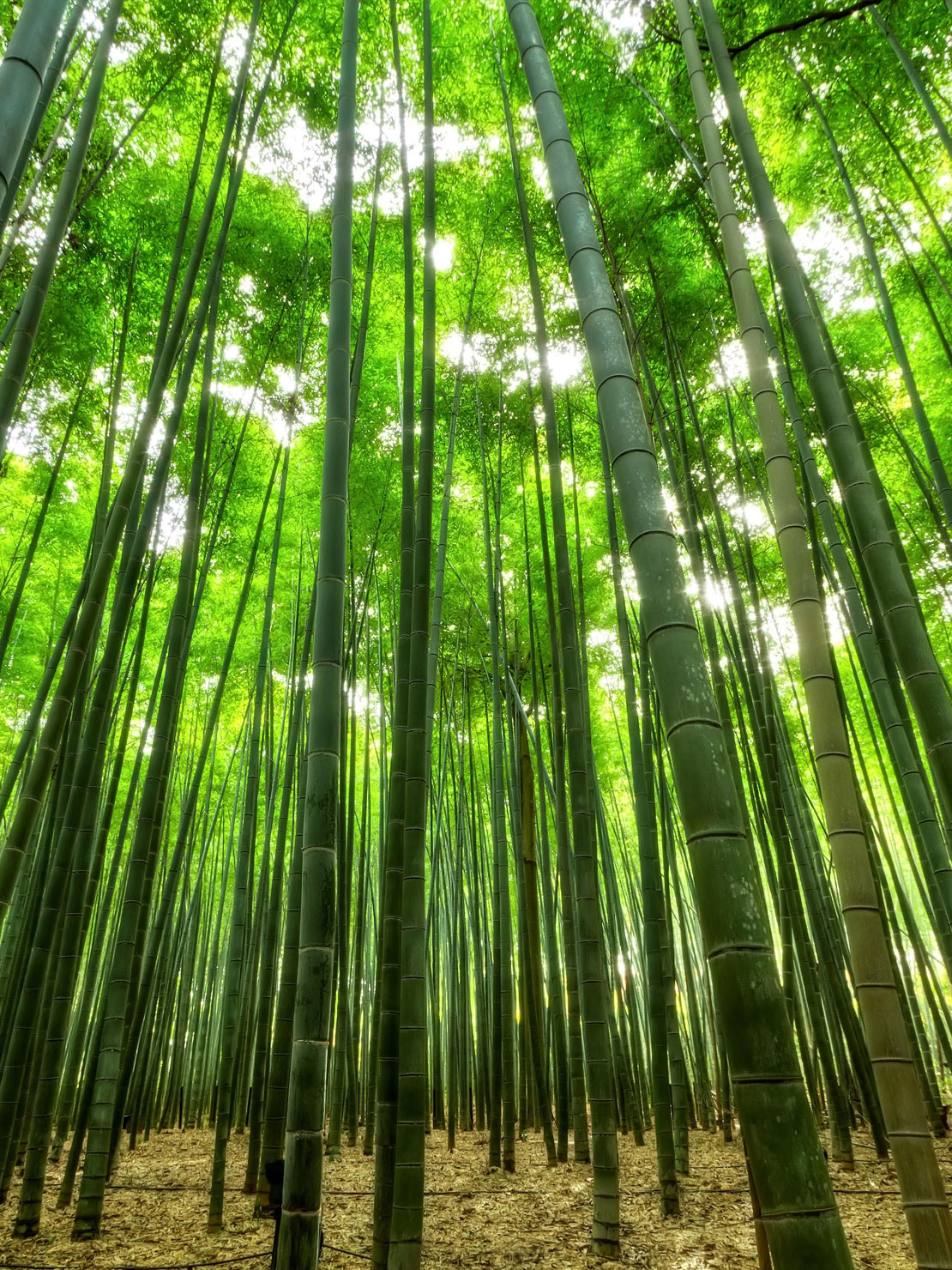 bamboo-filo-sofia